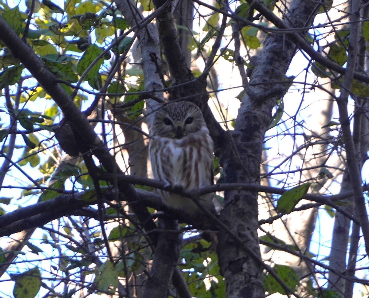 Northern Saw-whet Owl - ML645345150