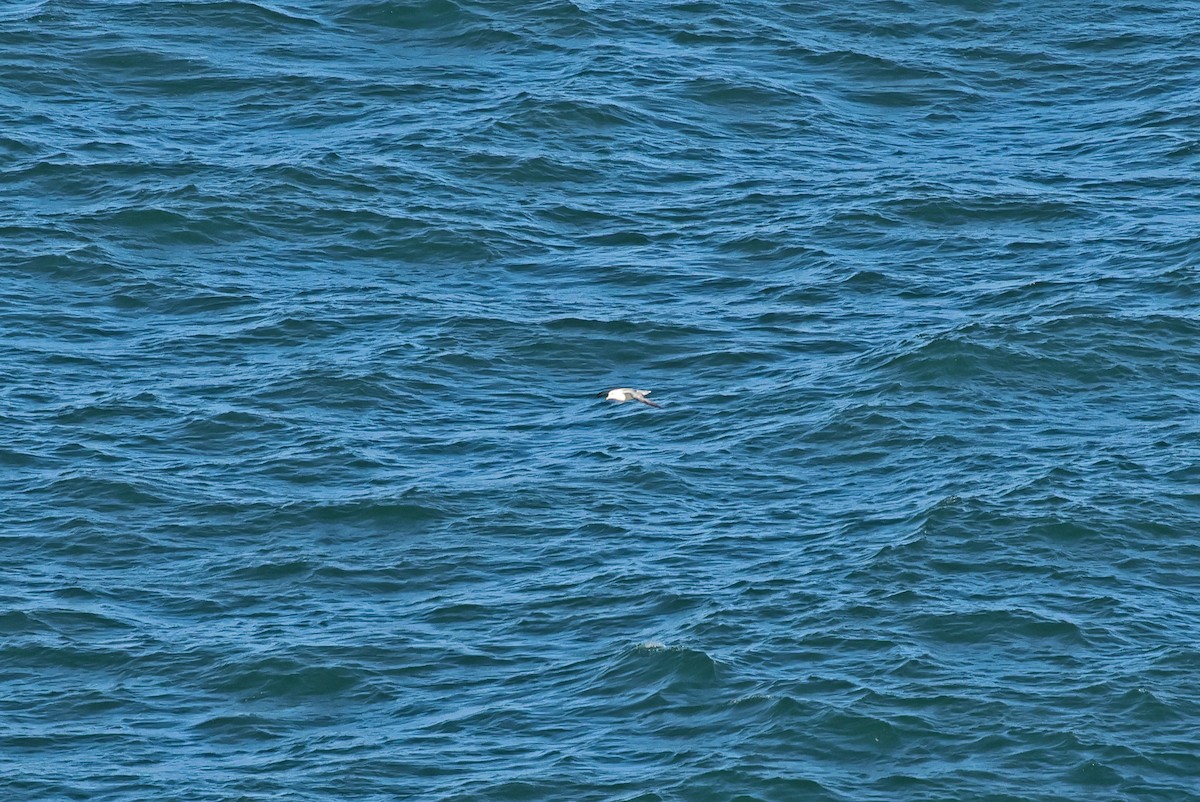 暴風鸌 - ML645345157