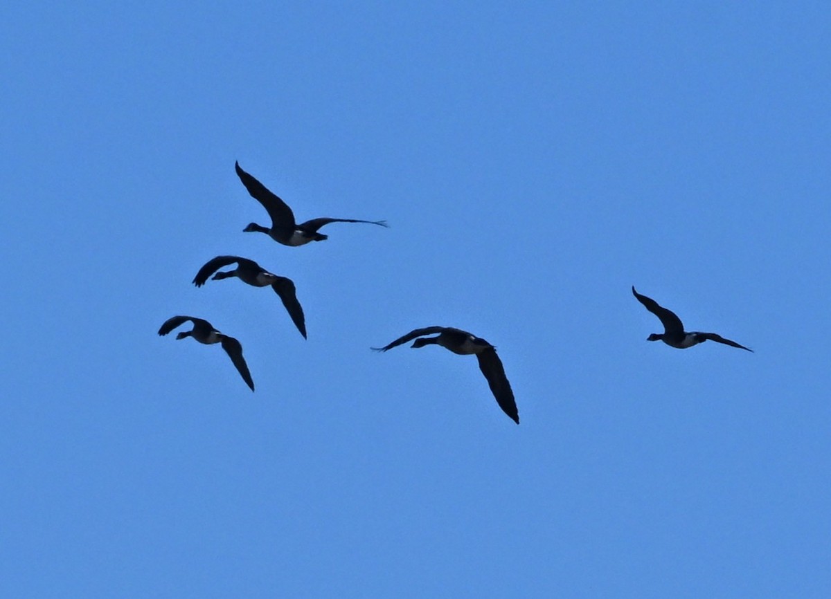 小加拿大雁 - ML645345158