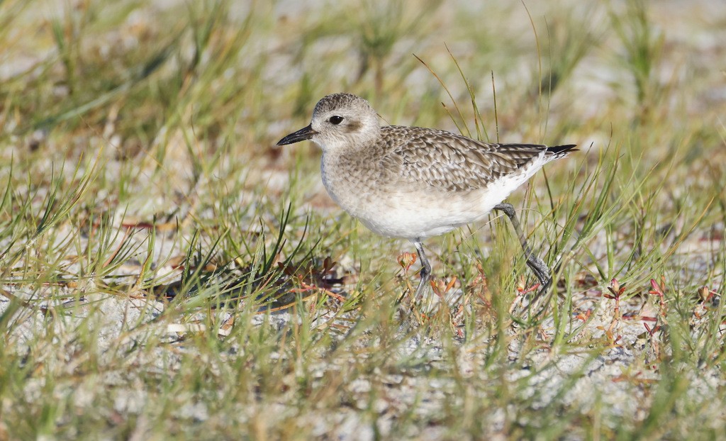 灰斑鴴 - ML645345159