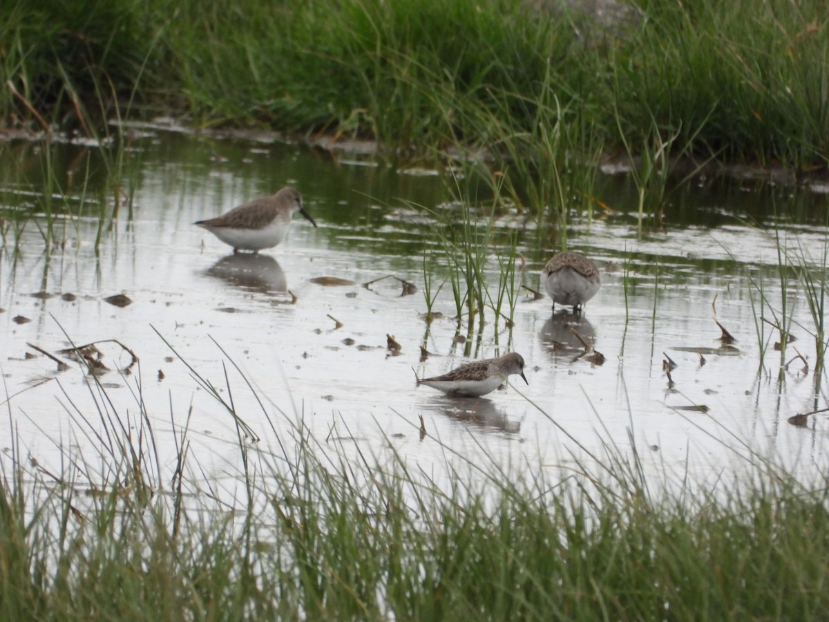 小濱鷸 - ML645345162