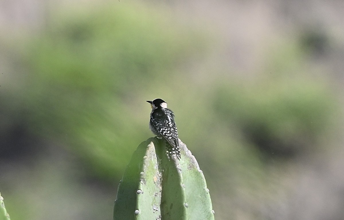 White-fronted Woodpecker - ML645345163