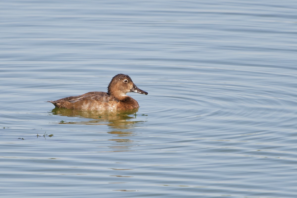 紅頭潛鴨 - ML645345165