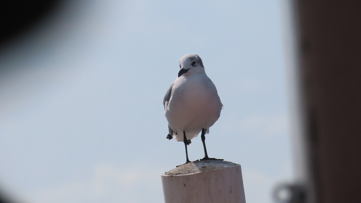 笑鷗 - ML645345168