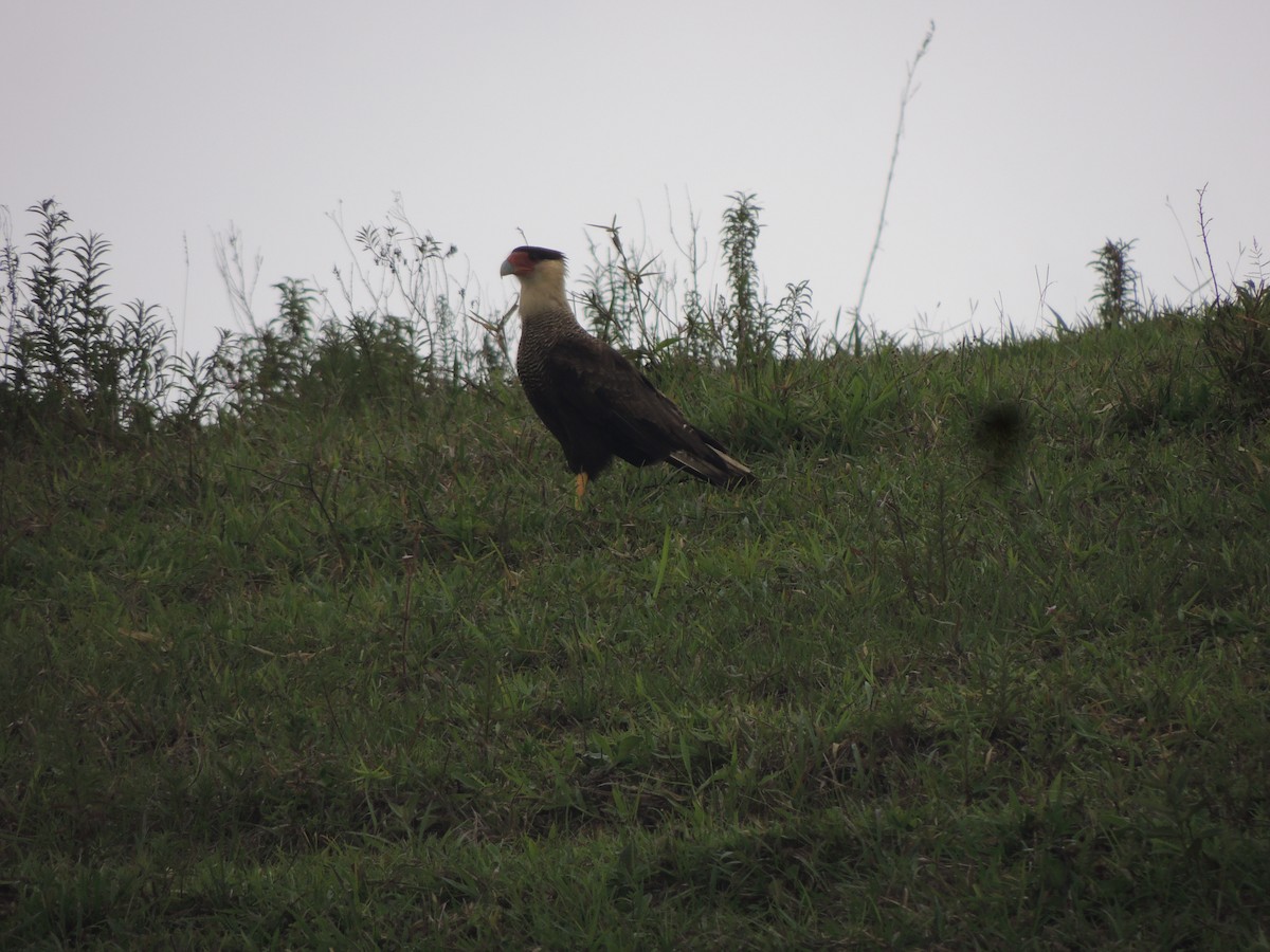Crested Caracara - ML645345169