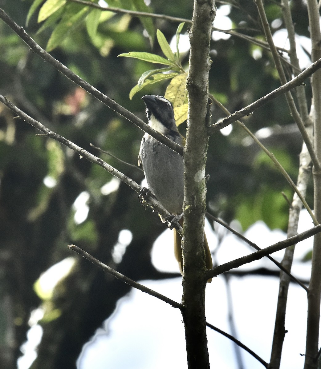 Black-headed Saltator - ML645345173