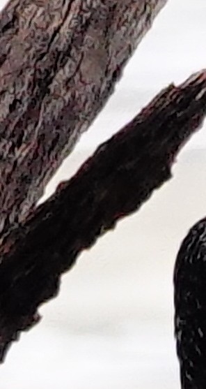 Giant Kingfisher - ML645345175