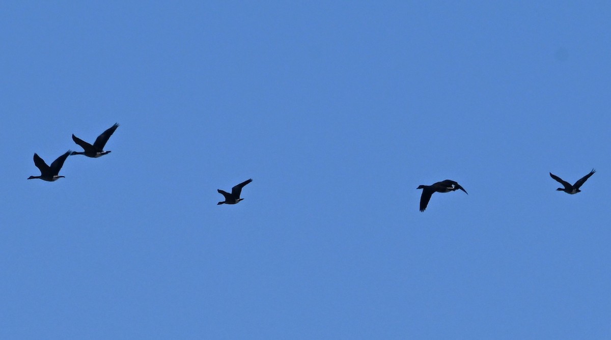 小加拿大雁 - ML645345176