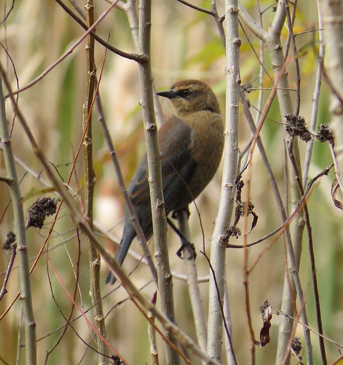 Rusty Blackbird - ML645345177