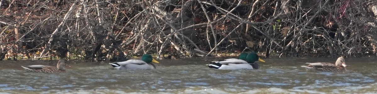 綠頭鴨 - ML645345180