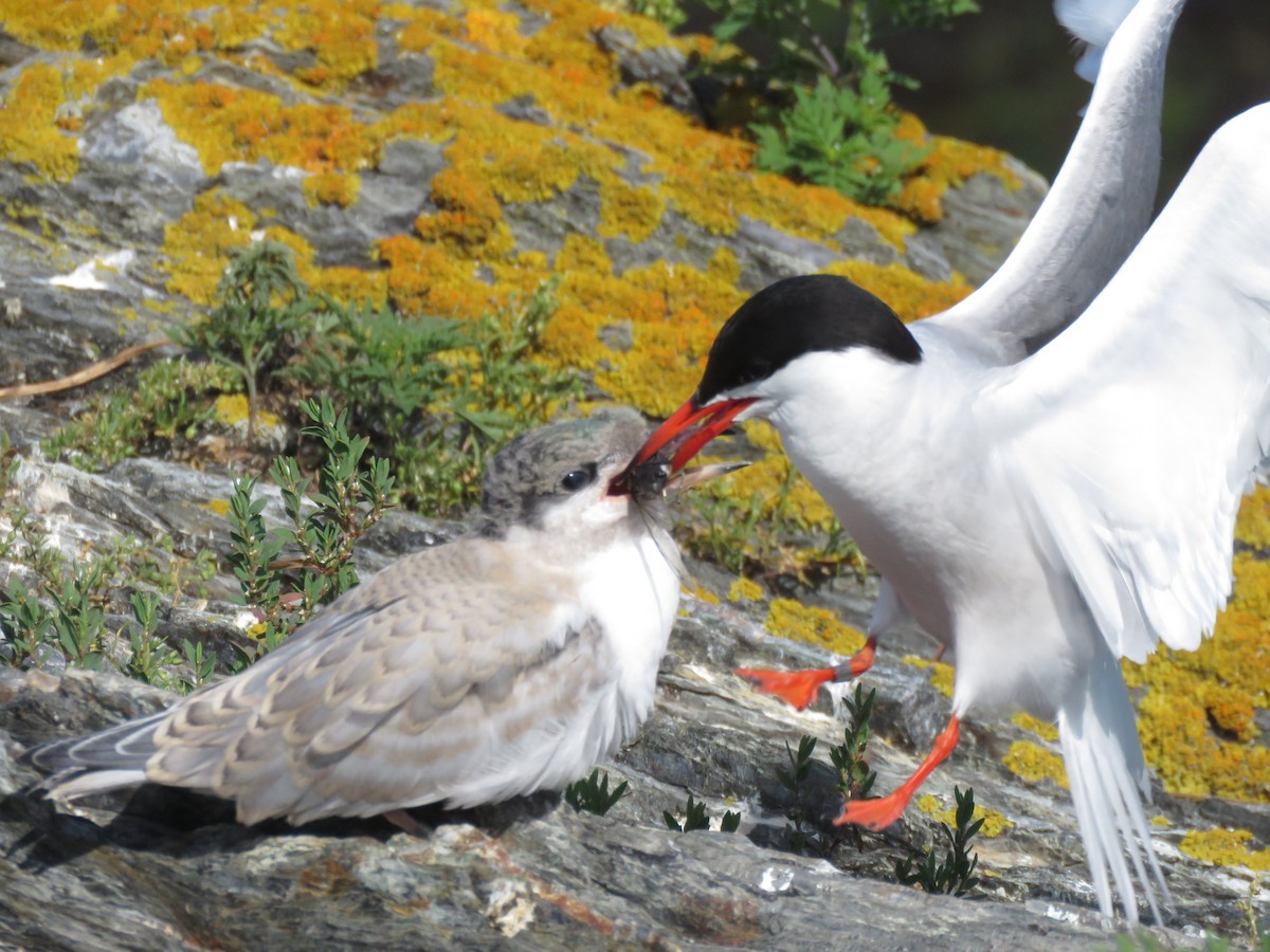 燕鷗 - ML645345183