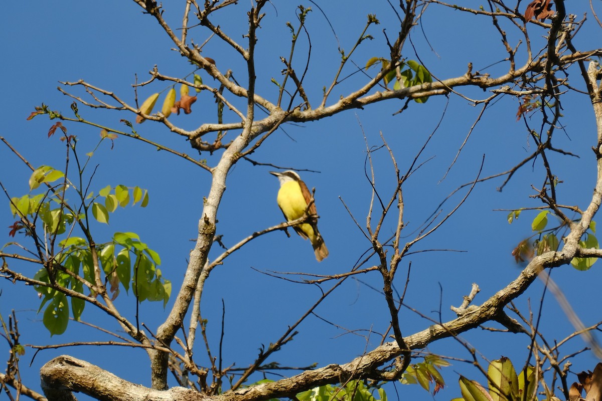 Great Kiskadee - ML645345187