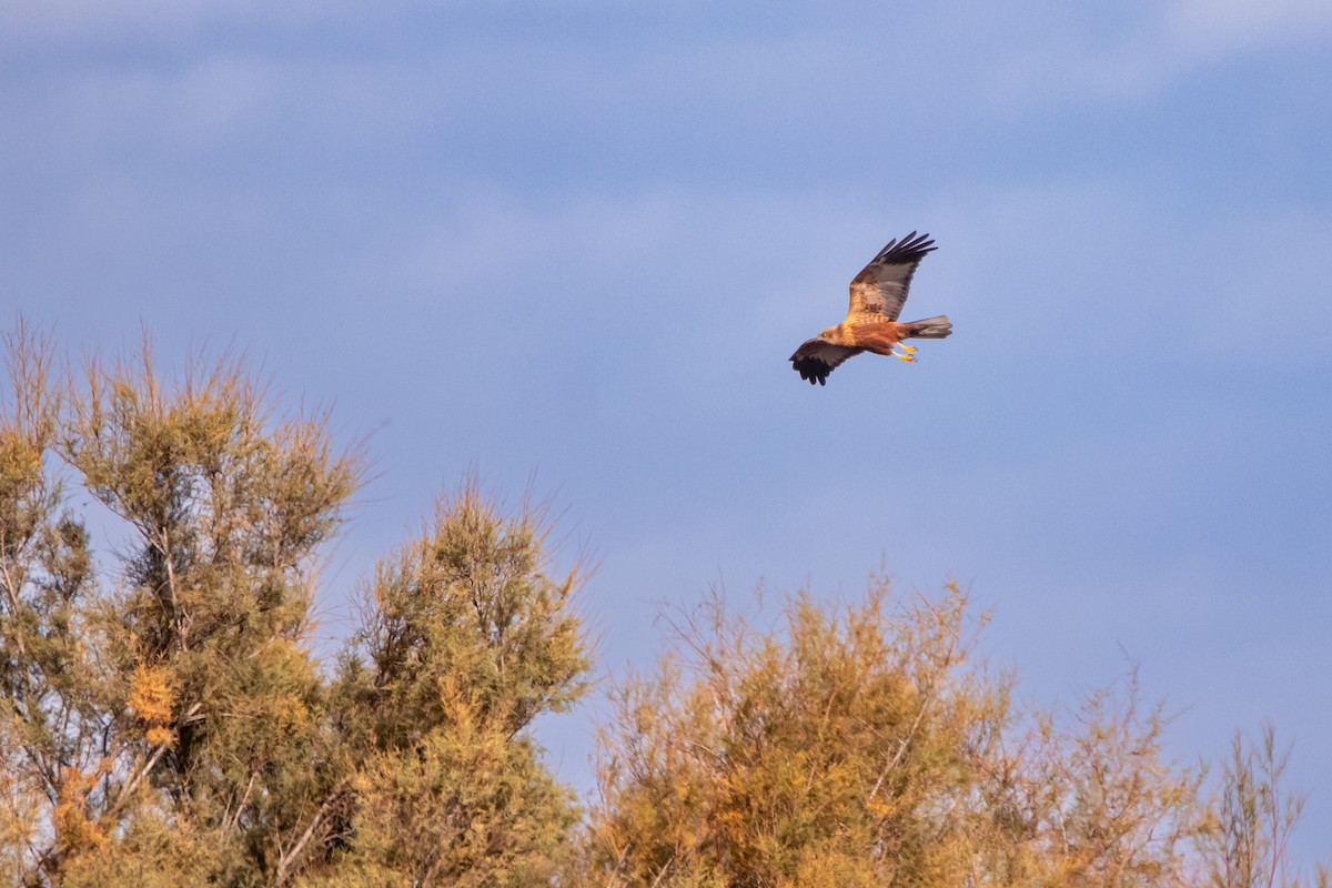 西方澤鵟 - ML645345189