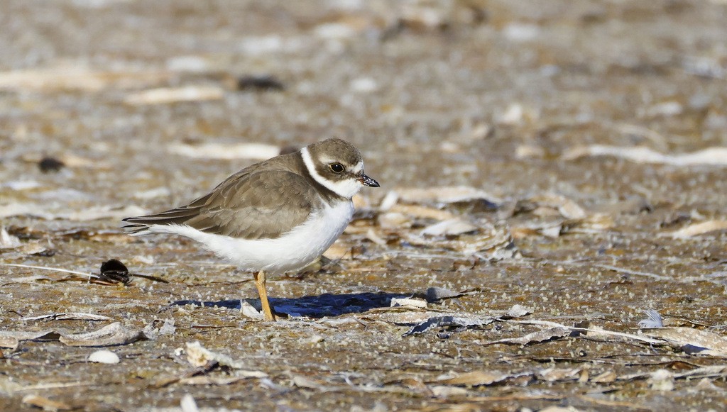 Semipalmated Plover - ML645345194