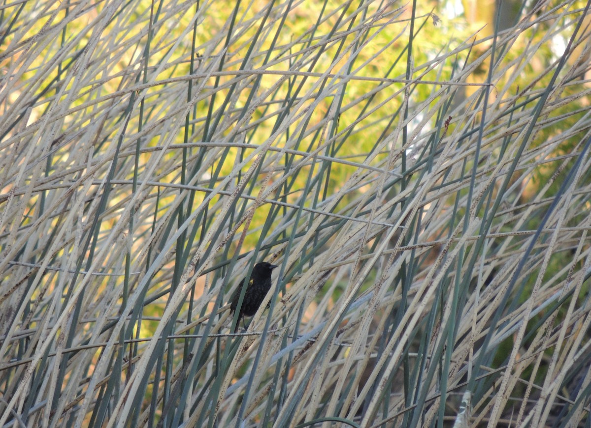 Varillero Aliamarillo - ML645345195