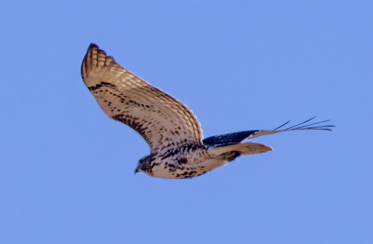 Red-tailed Hawk (borealis) - ML645345202