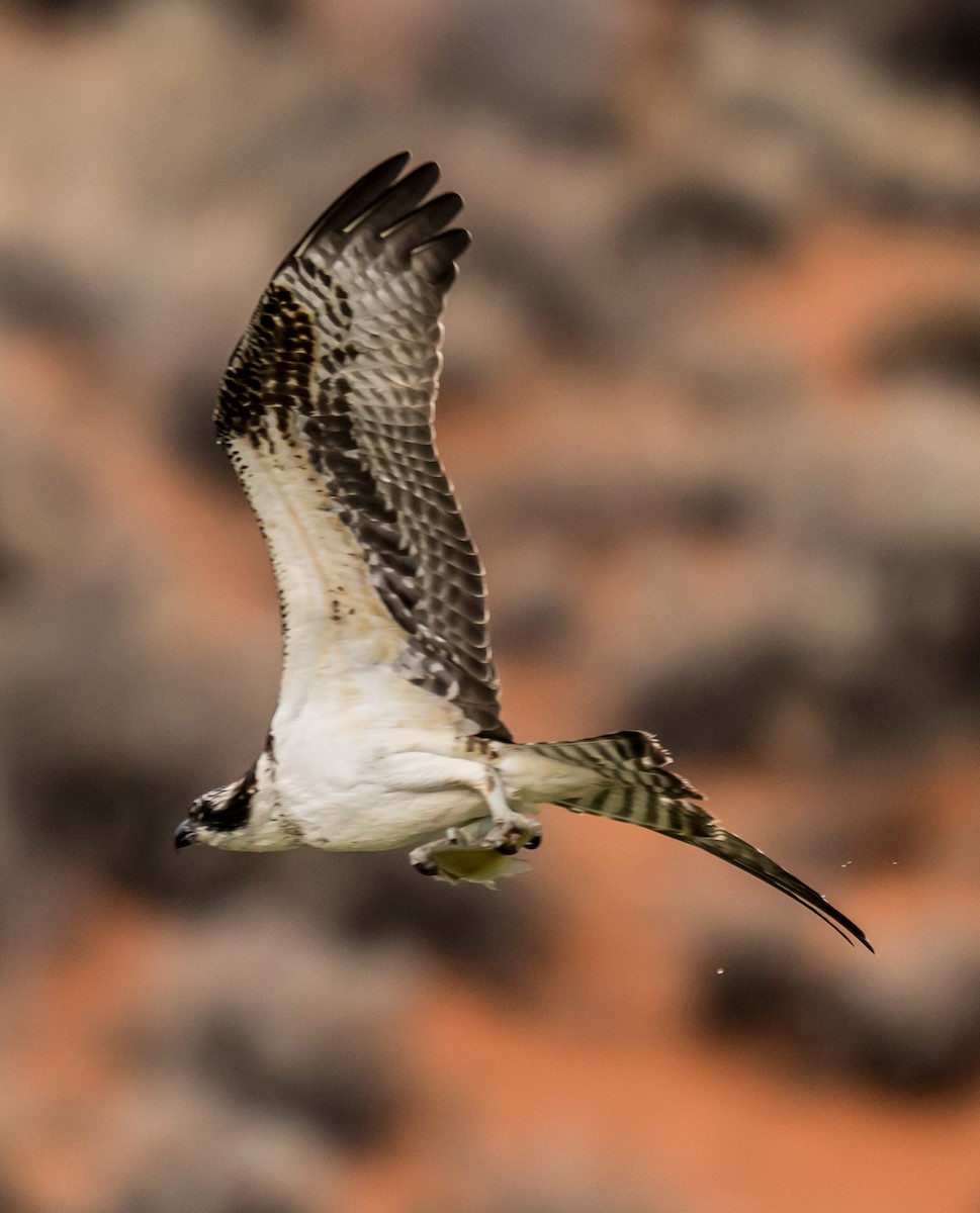 Balık Kartalı - ML645345205