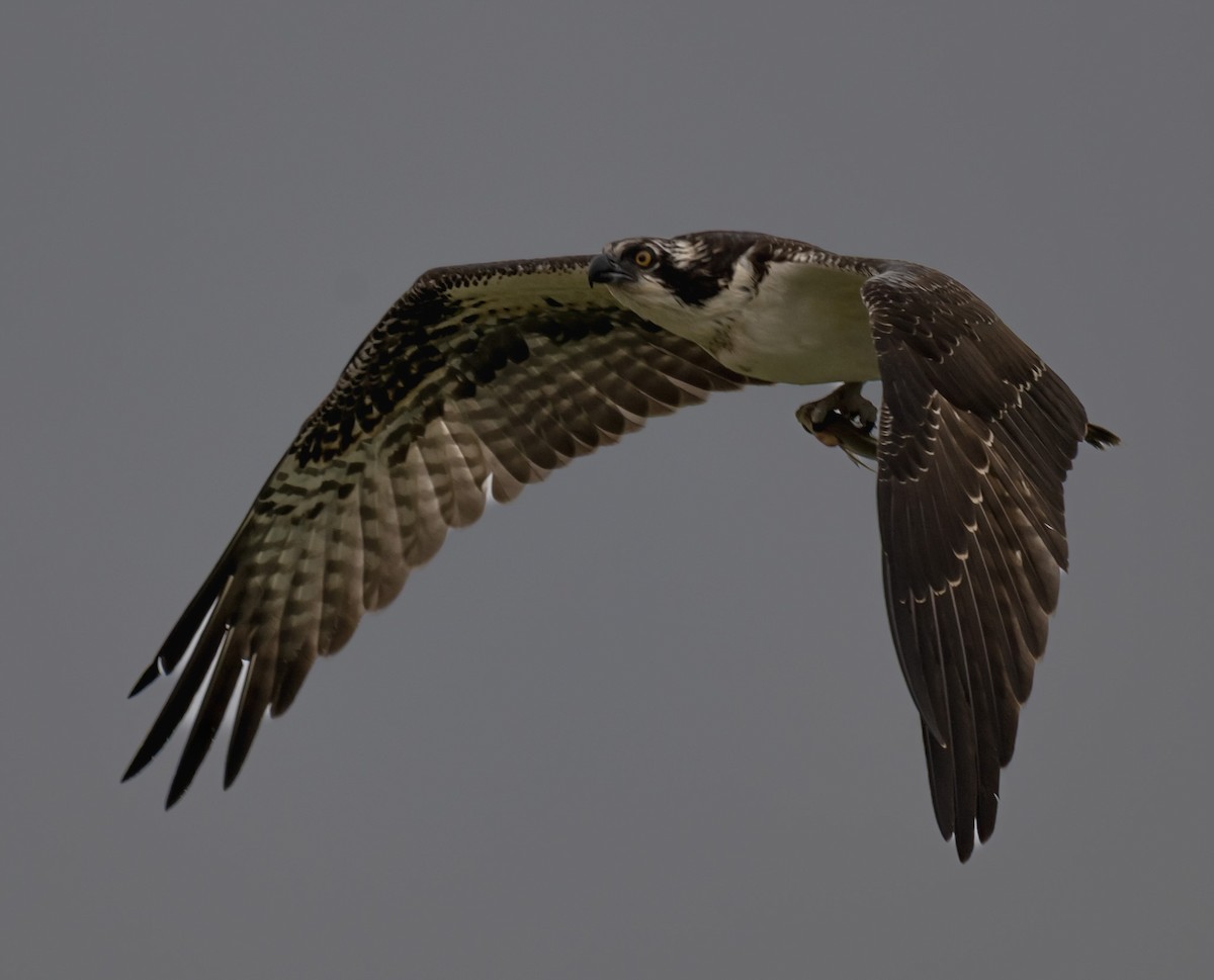 Balık Kartalı - ML645345209