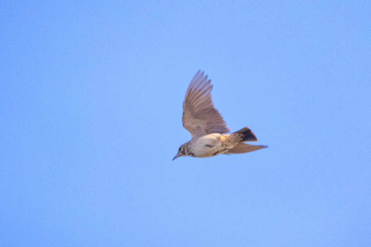 Tepeli Toygar [cristata grubu] - ML645345240