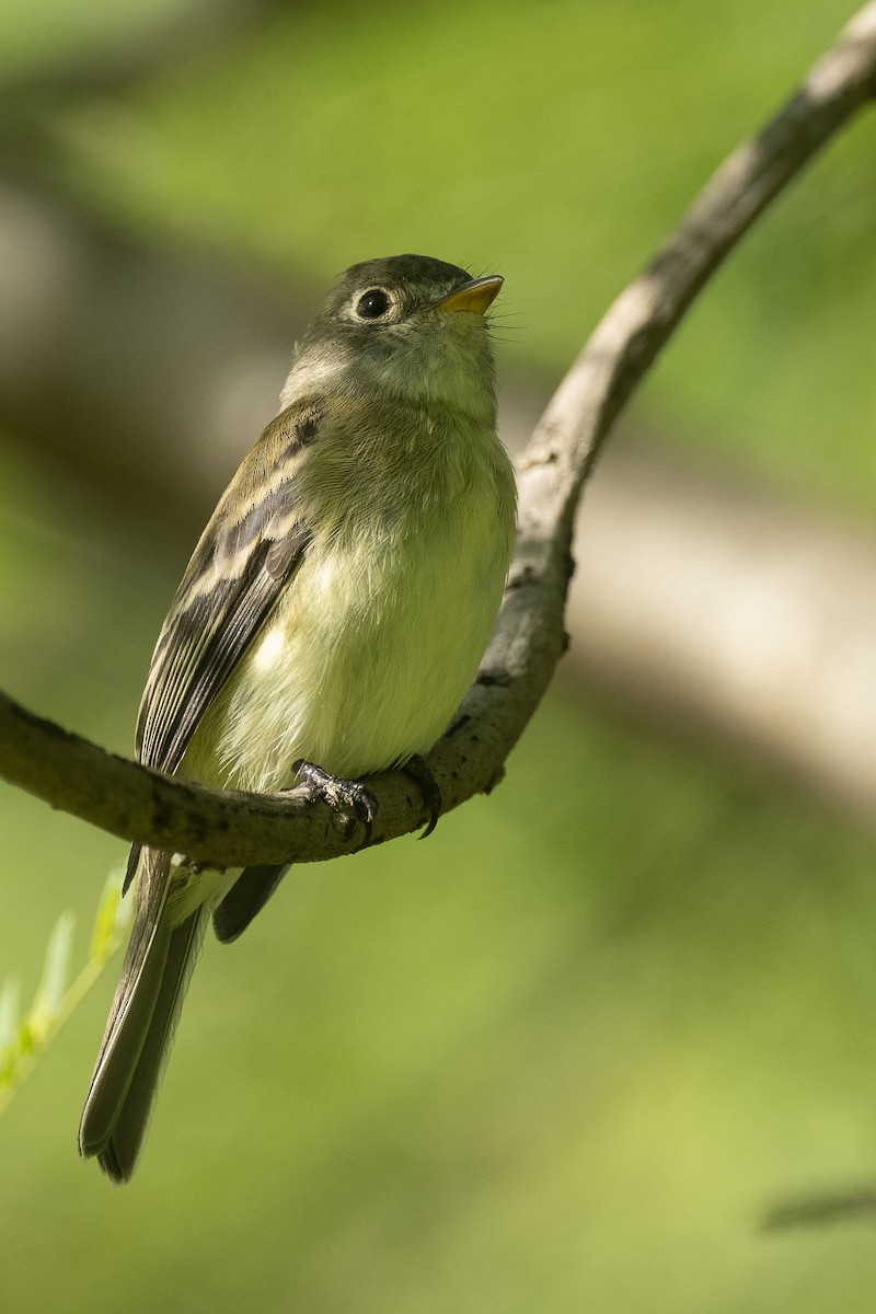 Least Flycatcher - ML645345241