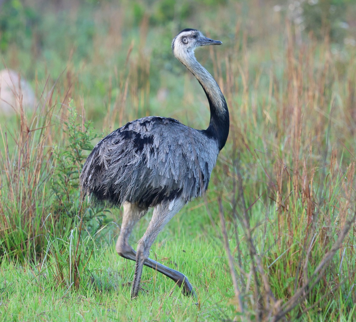 Greater Rhea - ML645345242
