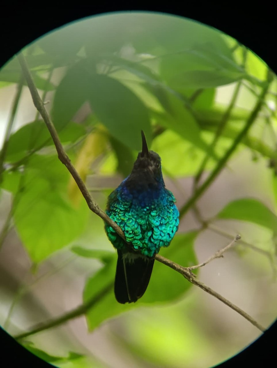 Santa Marta Sabrewing - ML645345247