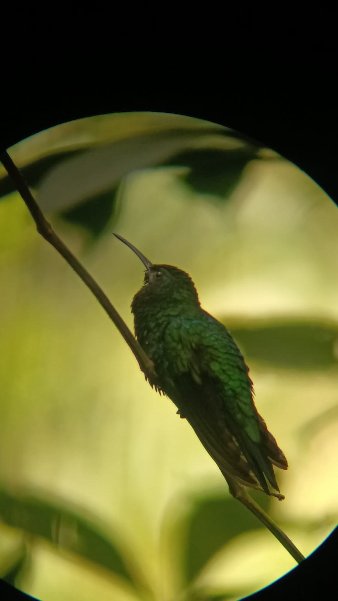 Santa Marta Sabrewing - ML645345248