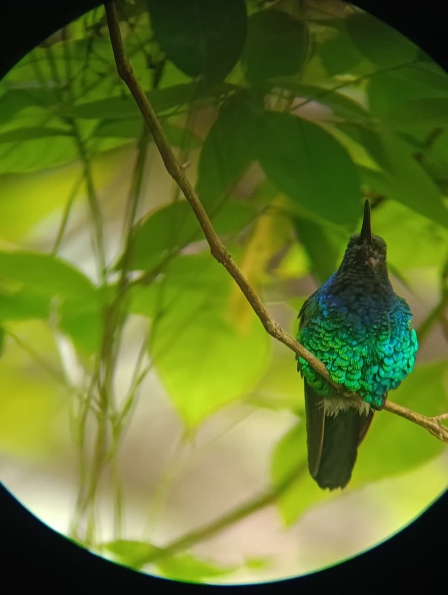 Santa Marta Sabrewing - ML645345249