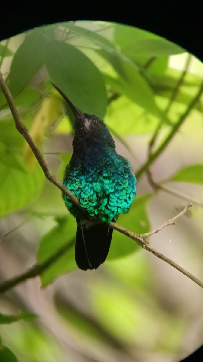 Santa Marta Sabrewing - ML645345250