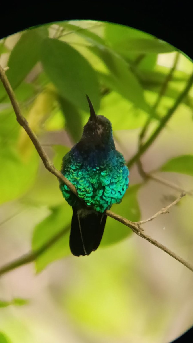 Santa Marta Sabrewing - ML645345251