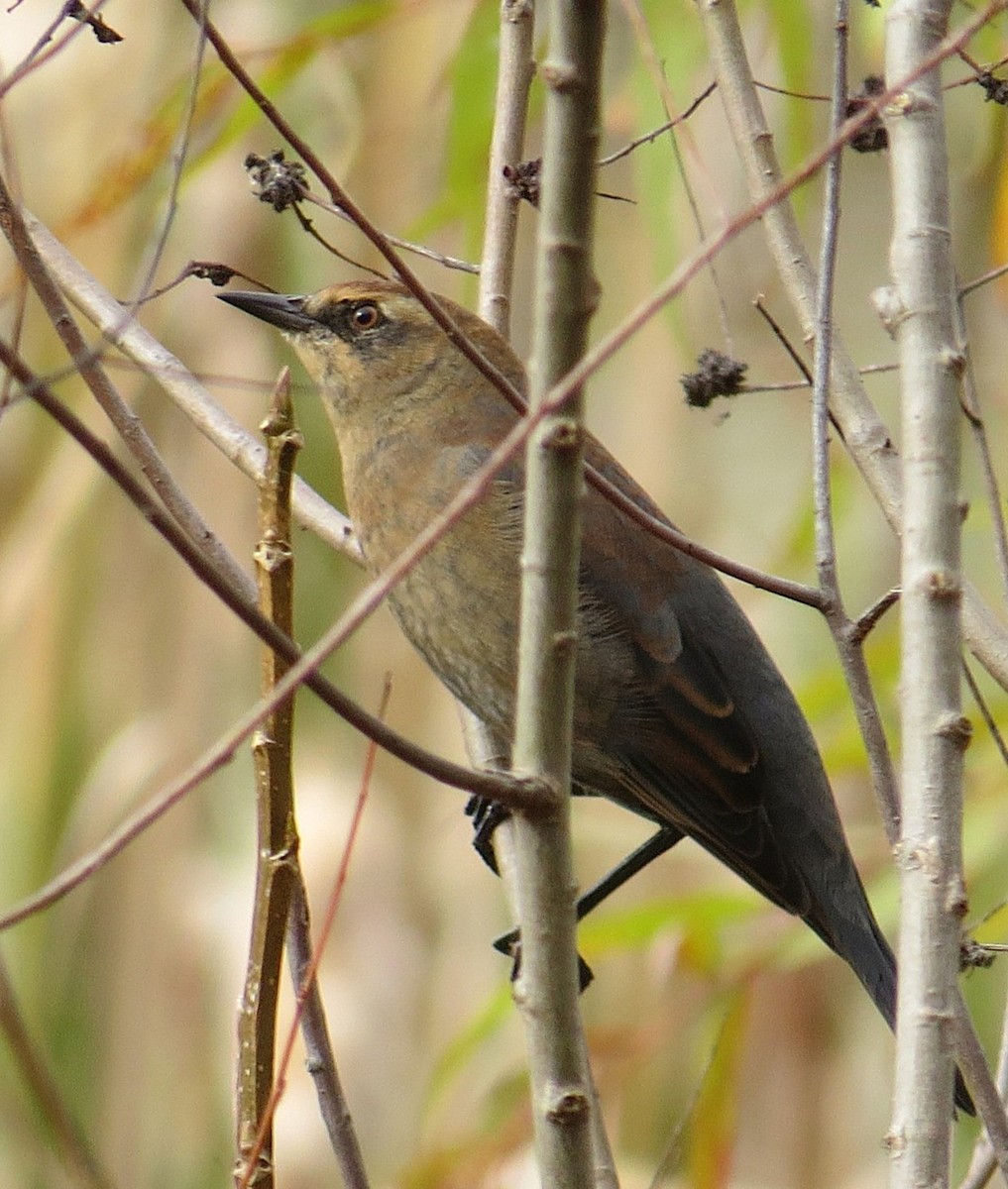 Rusty Blackbird - ML645345258