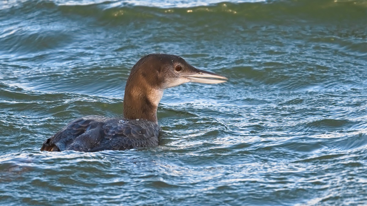 Common Loon - ML645345260