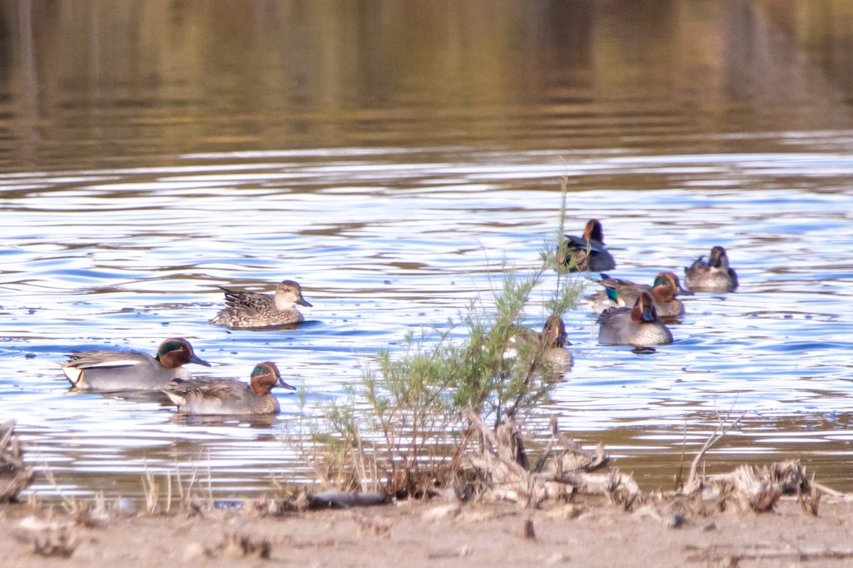 Green-winged Teal - ML645345267