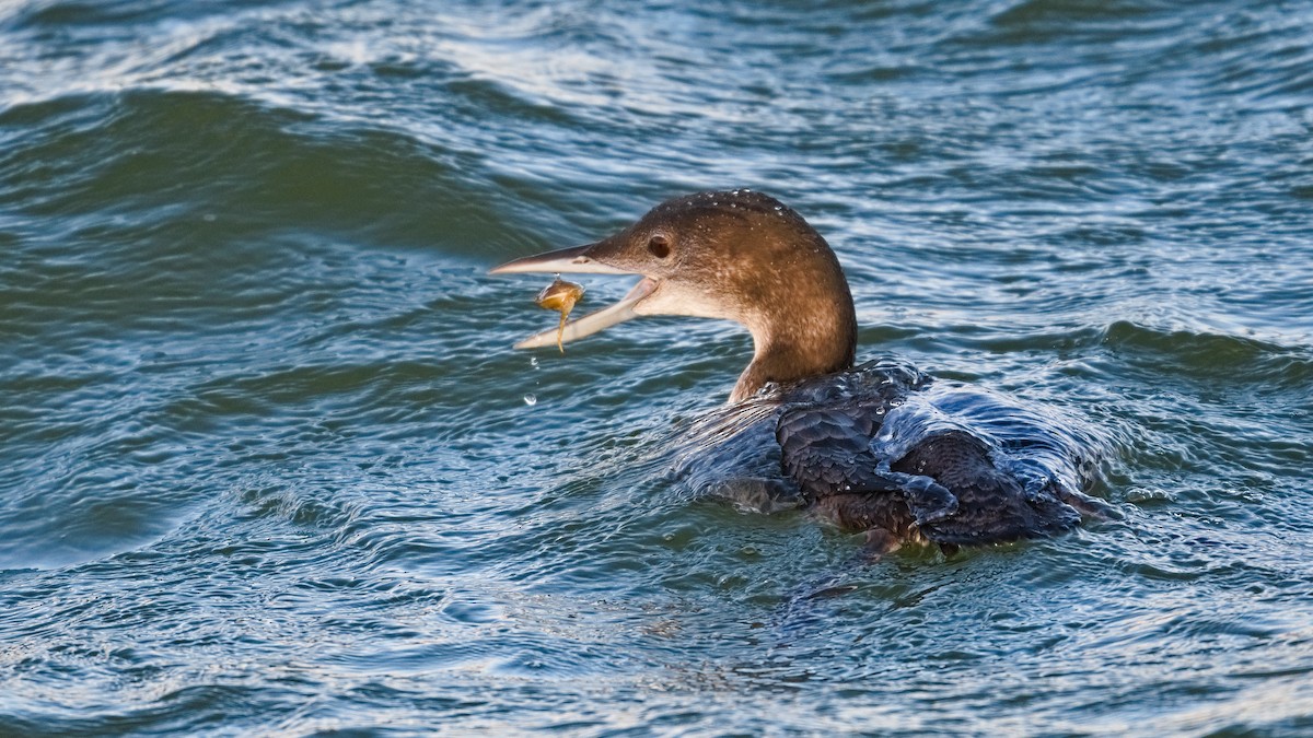 Common Loon - ML645345269