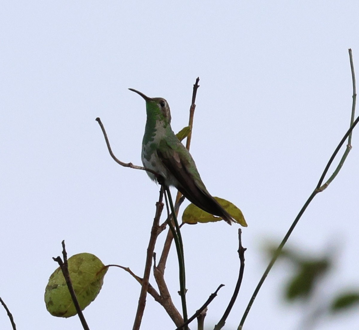 White-tailed Goldenthroat - ML645345271