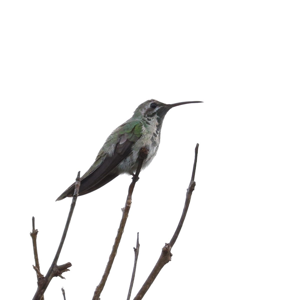 White-tailed Goldenthroat - ML645345272