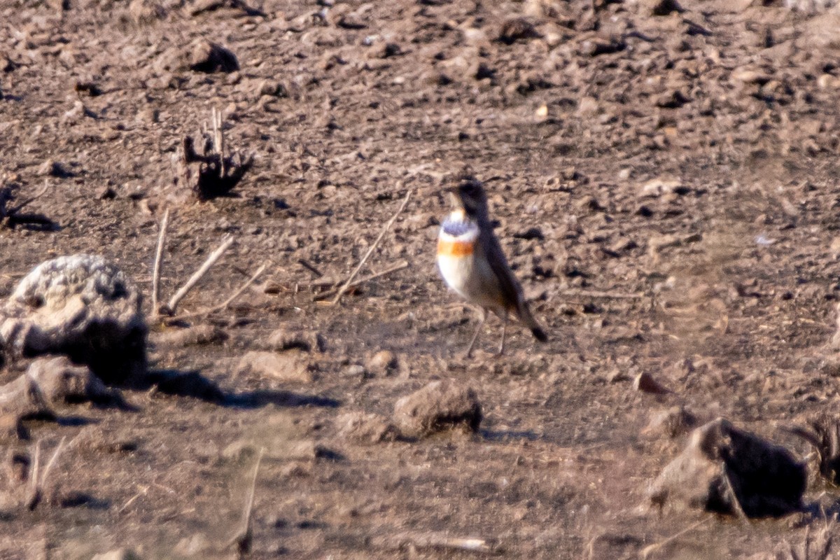 Bluethroat - ML645345286