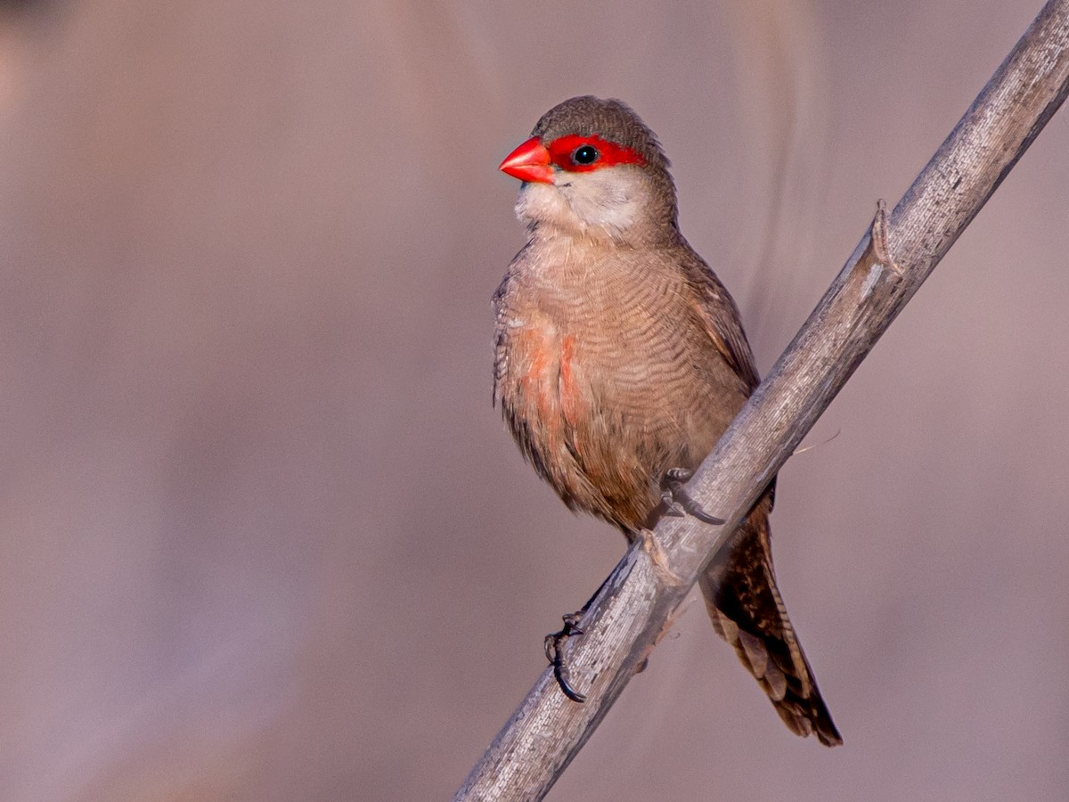 Common Waxbill - ML645345304