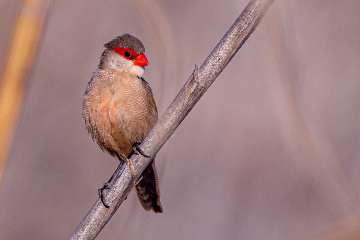 Common Waxbill - ML645345305