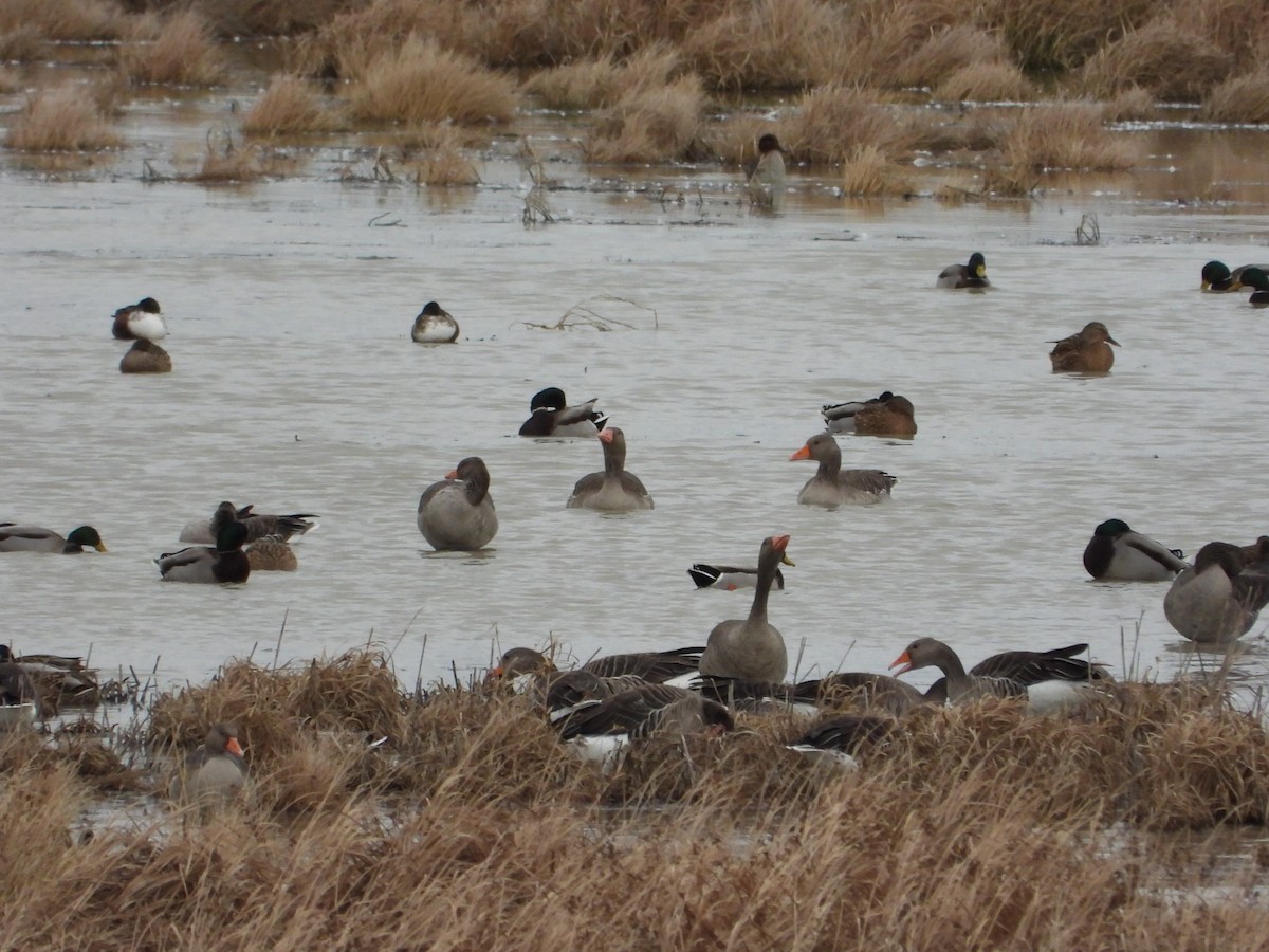 灰雁 - ML645345321