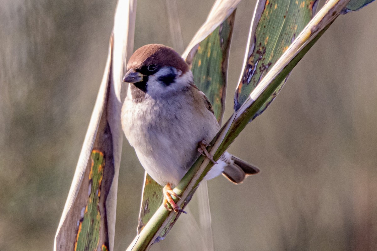 Eurasian Tree Sparrow - ML645345324