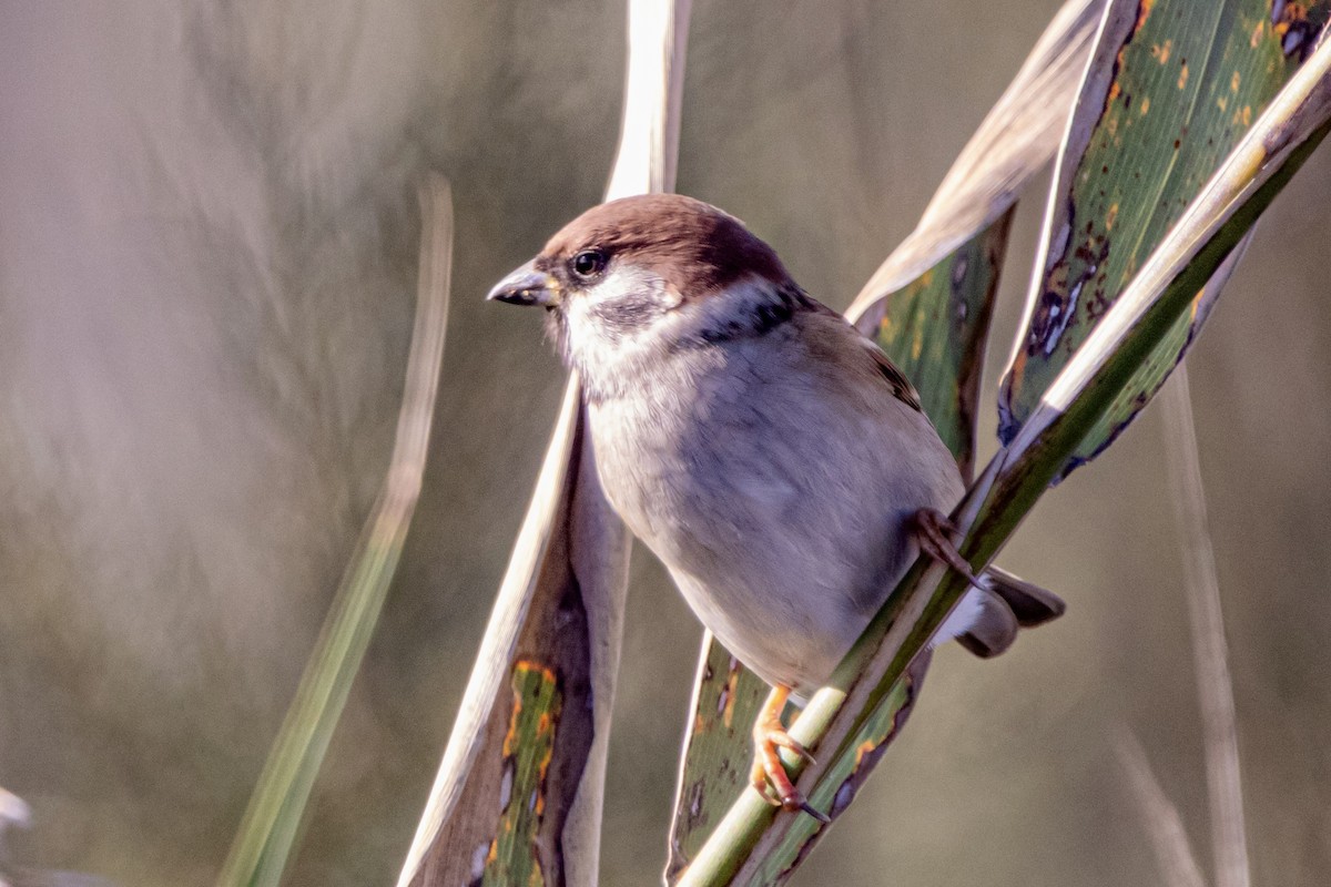 Eurasian Tree Sparrow - ML645345325