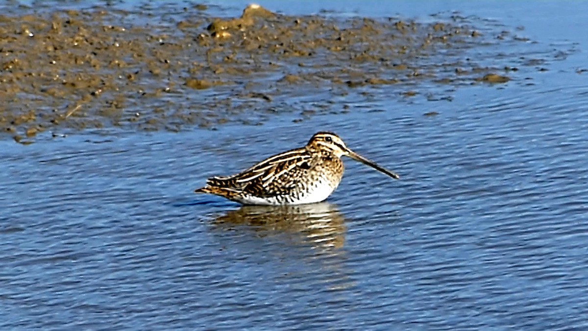 Wilson's Snipe - ML645345326
