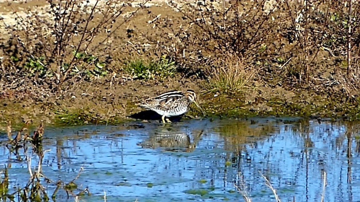Wilson's Snipe - ML645345327