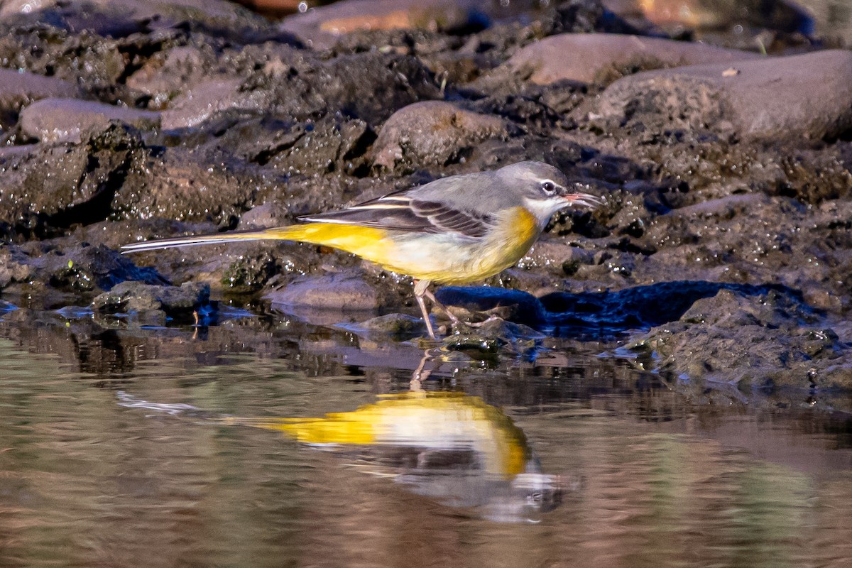 Gray Wagtail - ML645345340