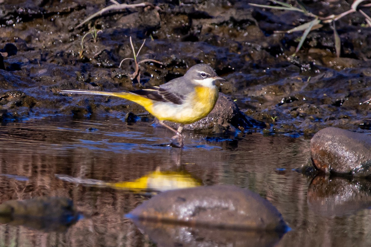 Gray Wagtail - ML645345341