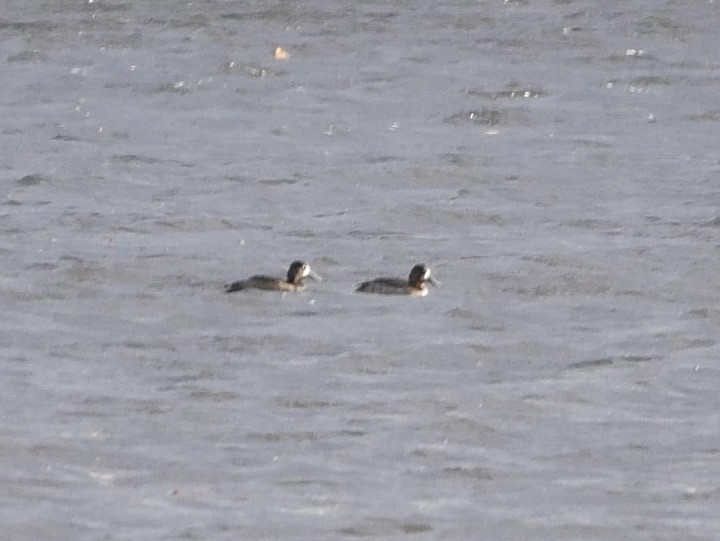 Lesser Scaup - ML645345343