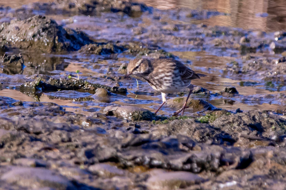 Water Pipit - ML645345362