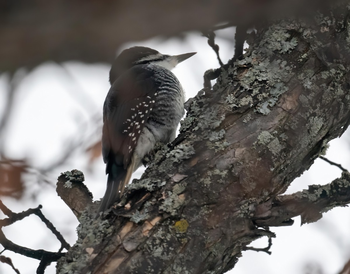 svartryggspett - ML645345387