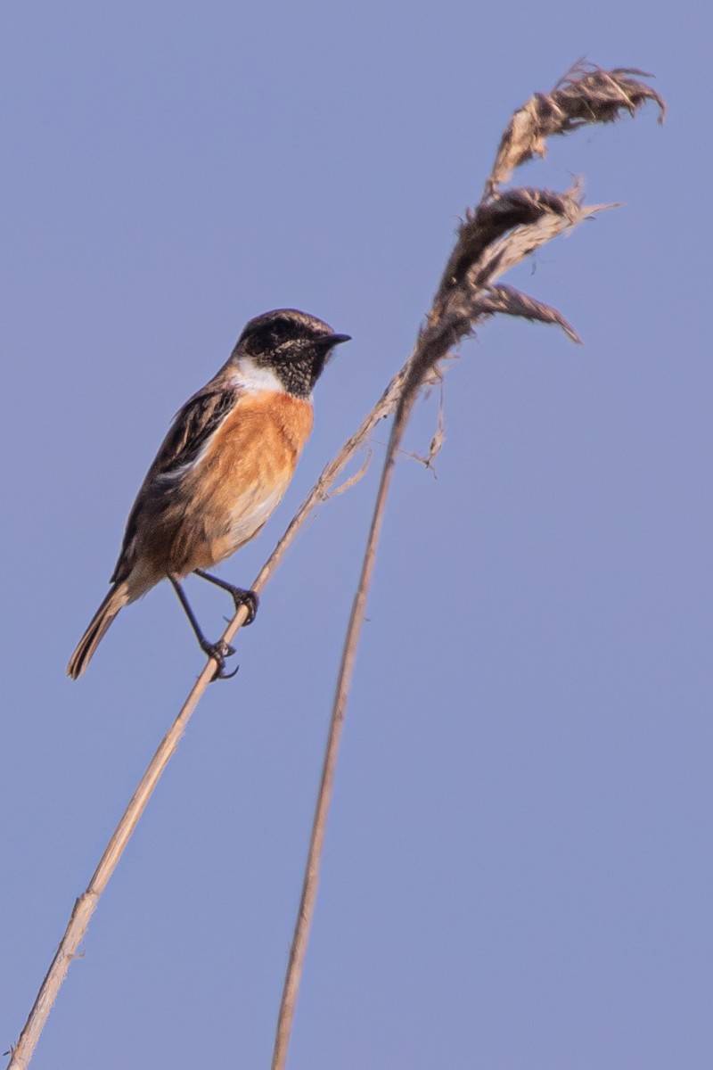 Трав'янка чорноголова - ML645345388